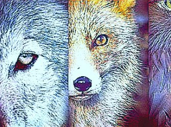 Animal espiritual de cada signo